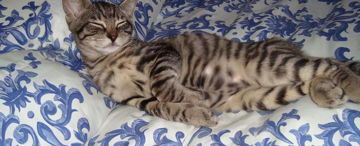 Cabbage John the Cat